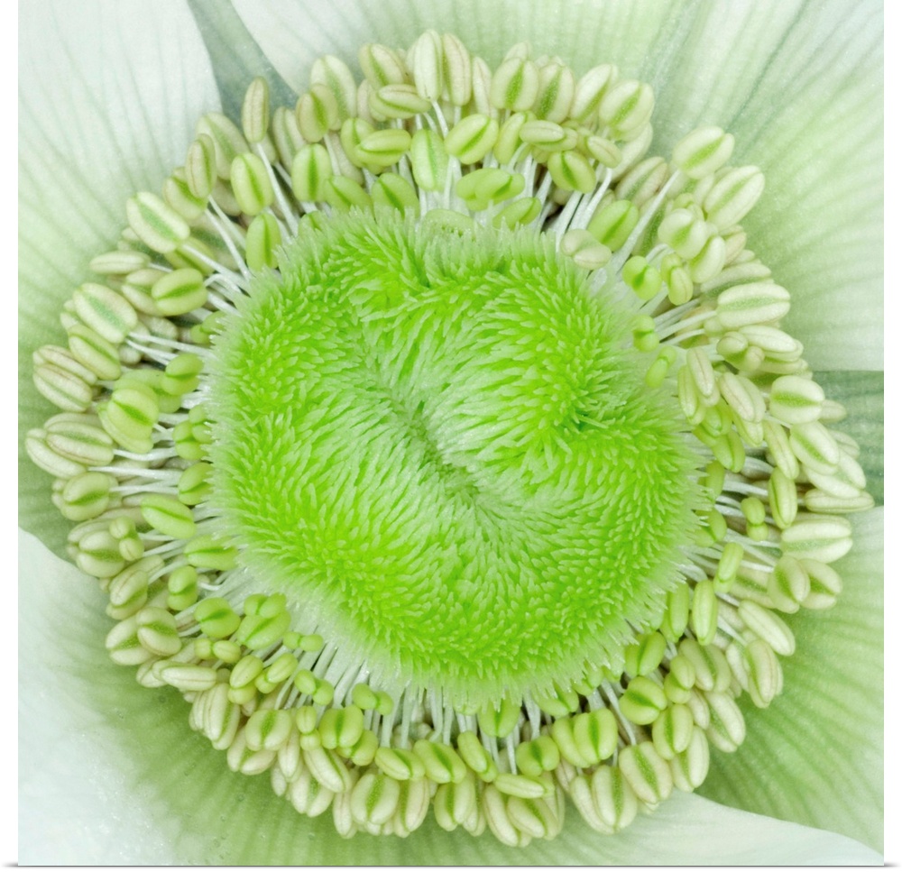 Anemone flower (Anemone sp.). Close-up showing reproductive organs.
