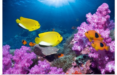 Angelfish And Anemonefish On A Reef
