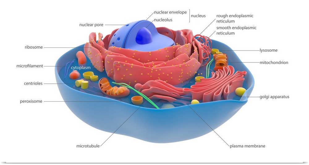Animal cell components and organelles, illustration. The cell is enclosed in a plasma membrane (blue). The central nucleus...