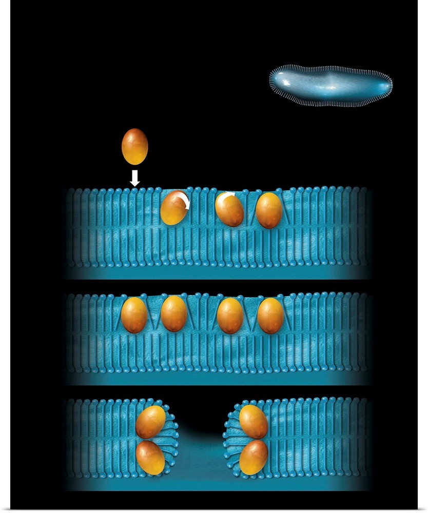 Antibiotic cell membrane effect. Artwork of the natural antibiotic peptide defensin (orange) disrupting the cell membrane ...