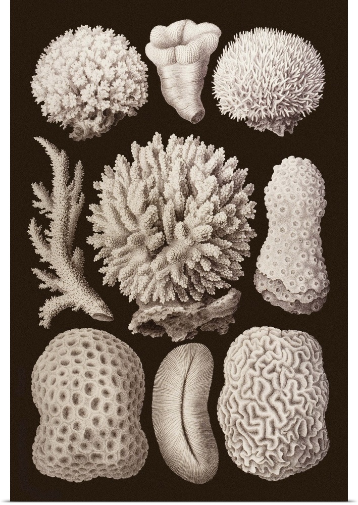 Arabian corals. Historical artwork by Ernst Haeckel, published in El-Tur in 1876. El-Tur was a lavishly-produced travel re...
