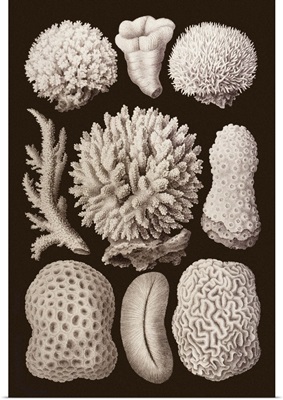 Arabian Corals, Historical Artwork, 1876