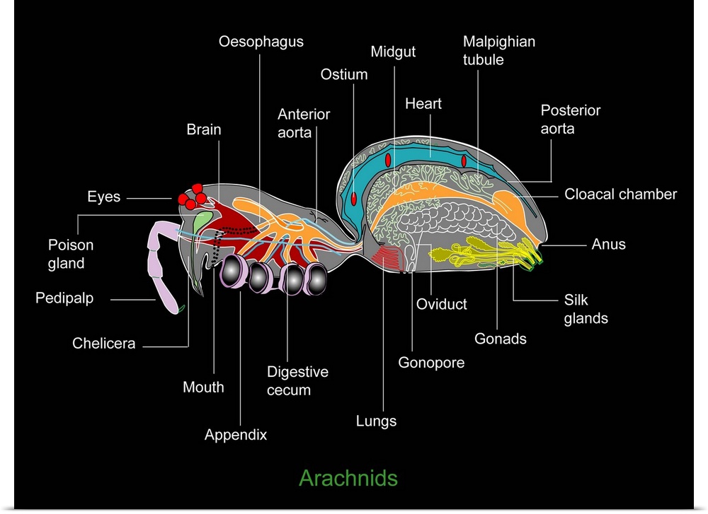 Arachnid anatomy. Computer artwork showing the main organs of a typical female arachnid.