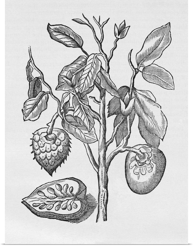 Historical woodcut illustration of the 'Araticum ape', or Mountain soursop (Annona montana, also Annona pisonis). This is ...