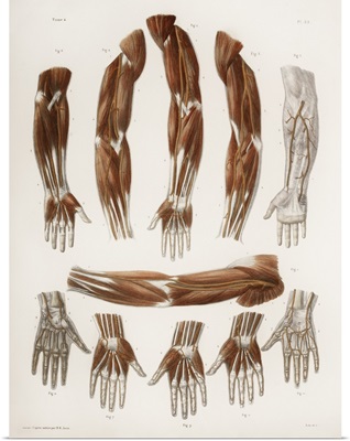 Arm anatomy, historical artwork