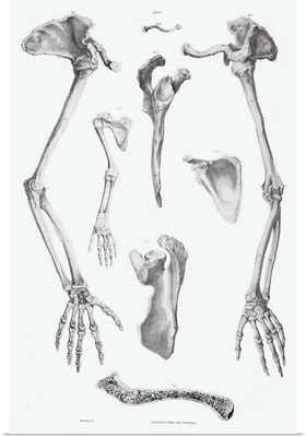 Arm bones
