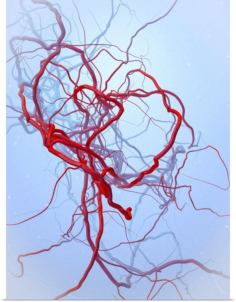 Arteries, illustration. Arteries are blood vessels that carry oxygenated blood from the heart to the rest of the body.