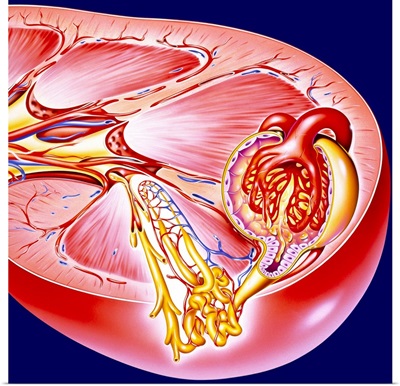 Artwork of a section through the human kidney