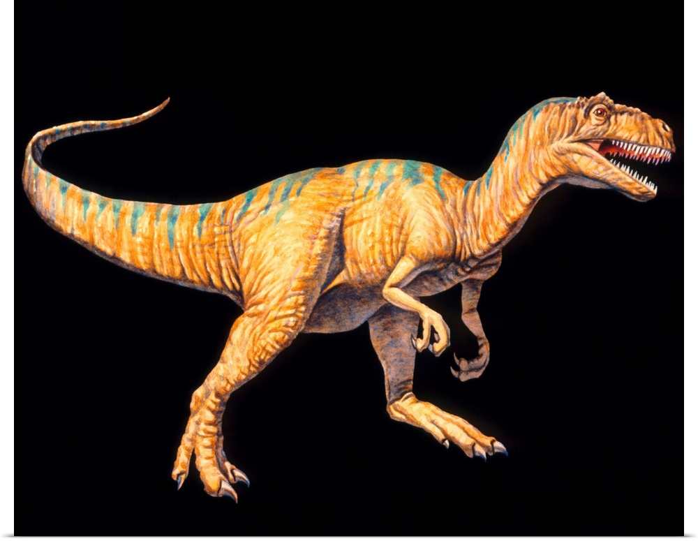 Allosaurus dinosaur. Artwork of an Allosaurus dinosaur (Allosaurus sp.). Allosaurs were large predatory dinosaurs during t...