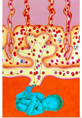 Artwork of foetal blood flow through placenta