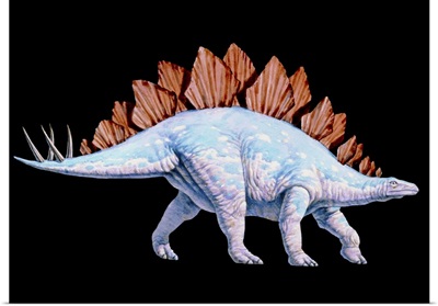 Artwork of Stegosaurus dinosaur, Stegosaurus sp