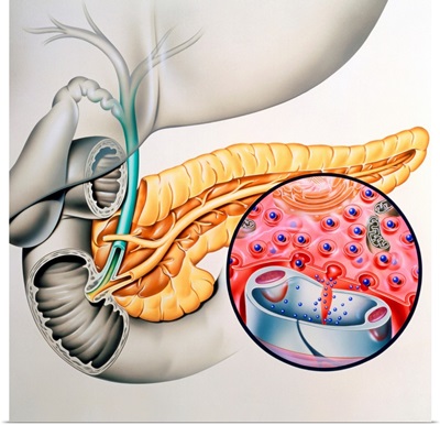 Artwork of the pancreas showing insulin production