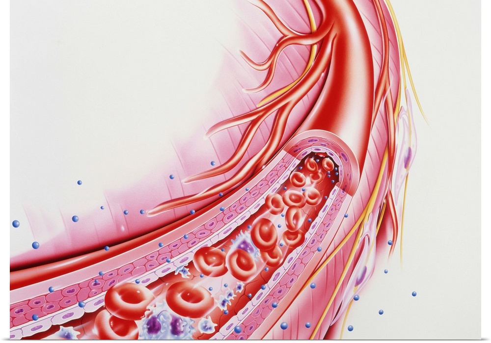 Arteriole. Cut-away illustration of an arteriole carrying red blood cells (red discs), white blood cells (blue/purple) and...