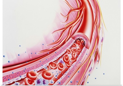 Artwork showing a cut-away of a human arteriole