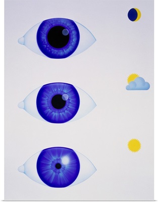 Artwork showing the pupil of eye in varying light