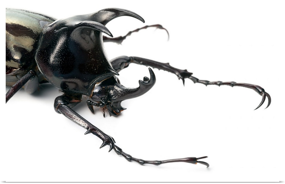 Atlas Beetle (Chalcosoma sp.). This specimen was collected in a tropical rainforest in Danum Valley, Sabah, Borneo, Malaysia.