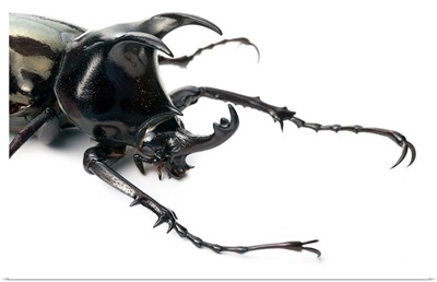 Atlas Beetle