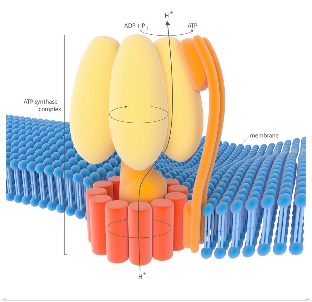 ATP synthase enzyme complex. Illustration of the enzyme complex that drives the synthesis of the energy-carrying molecule ...