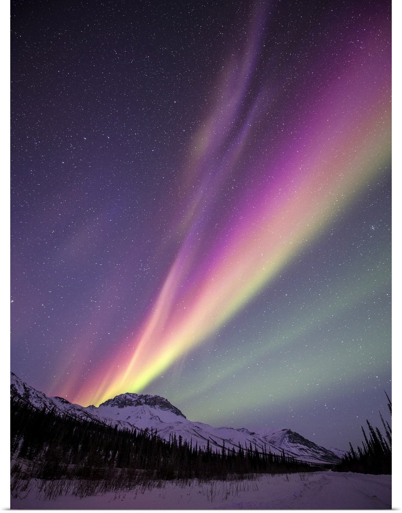 Aurora Borealis sweeps over spruce trees and the Brooks Range mountains in Northern Alaska. The Aurora Borealis (northern ...