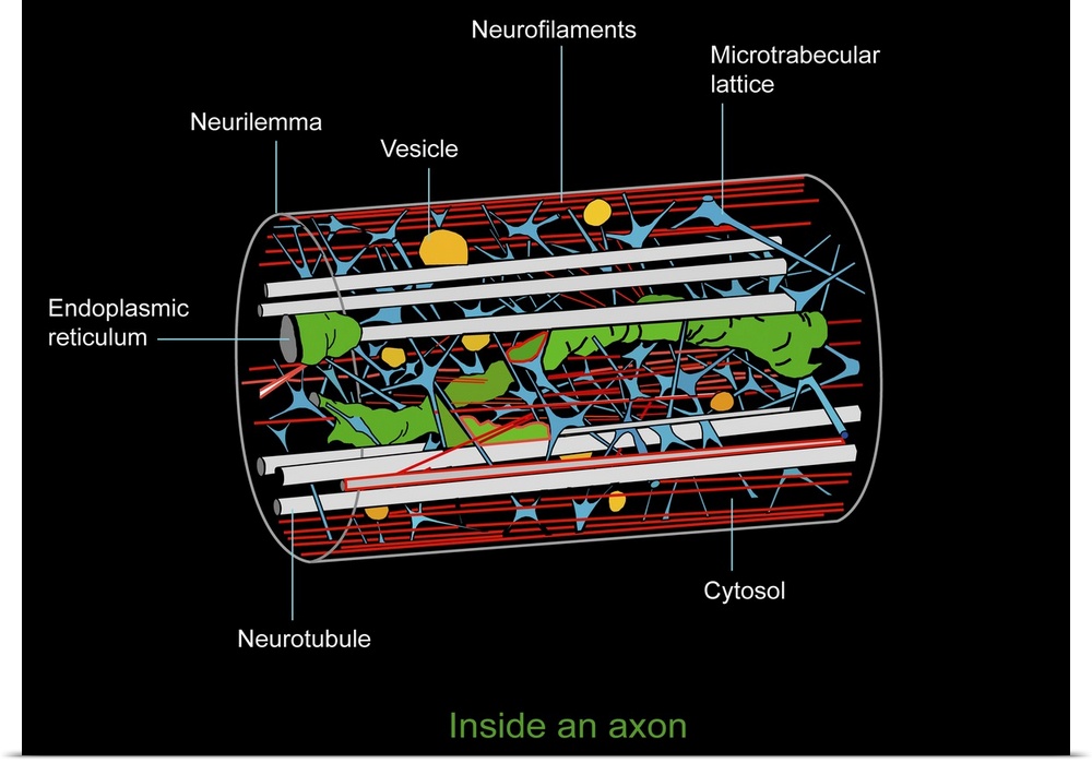 Axon anatomy. Diagram of the anatomical structure of an axon, the main extension (dendrite) of a nerve cell. Cellular comp...