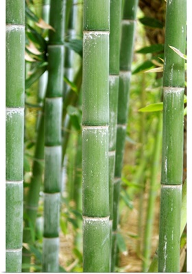 Bamboo (Phyllostachys sp.)