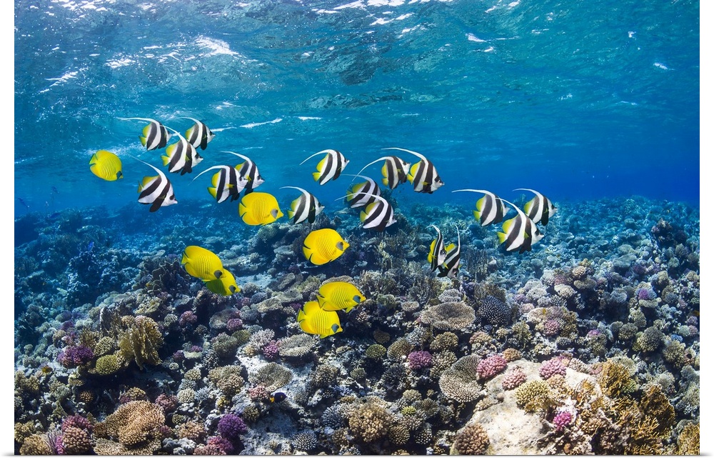 Bannerfish and butterflyfish on a reef. Red Sea bannerfish (Heniochus intermedius, striped) and golden butterflyfish (Chae...