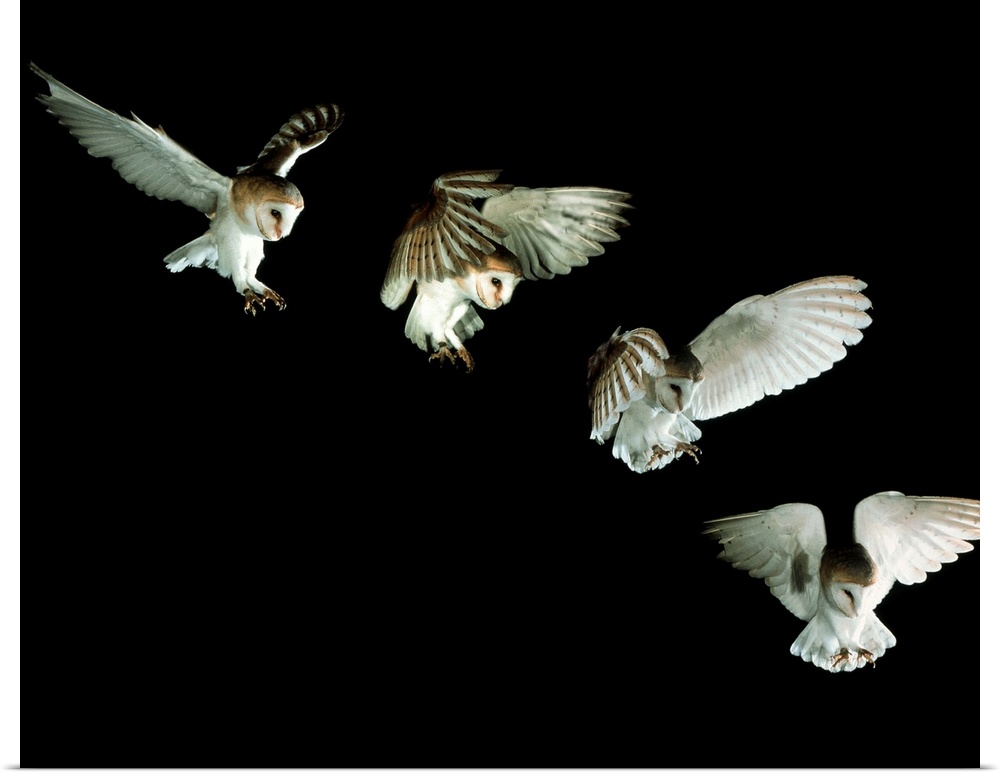 Barn owl. Composite image of high-speed photographs of a European barn owl (Tyto alba) swooping from the air to capture it...