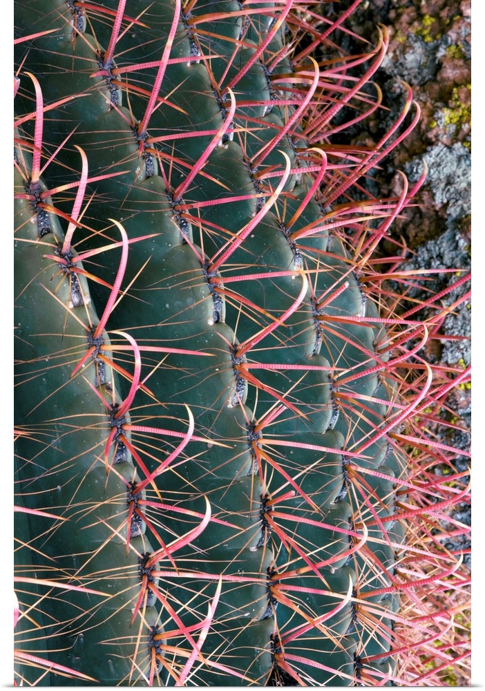 Spines of Fishhook Barrel Cactus (Ferocactus wislizenii). Photographed in Arizona, USA.