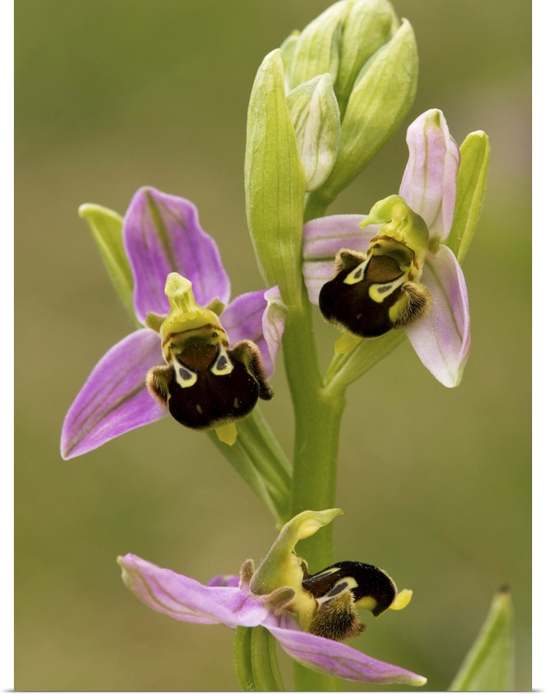 Bee orchid (Ophrys apifera) flowers. This is one of the bee orchids, named for the distinctively shaped and marked parts t...