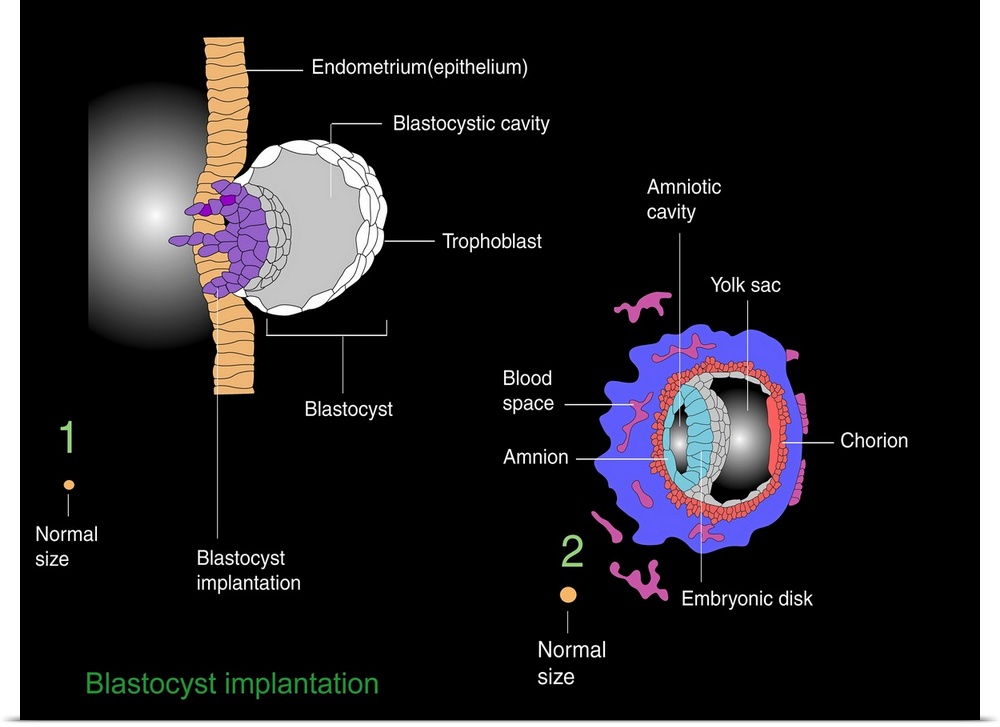 Blastocyst implantation. Diagram of the blastocyst (lower right), a cellular stage that occurs during human (and all mamma...