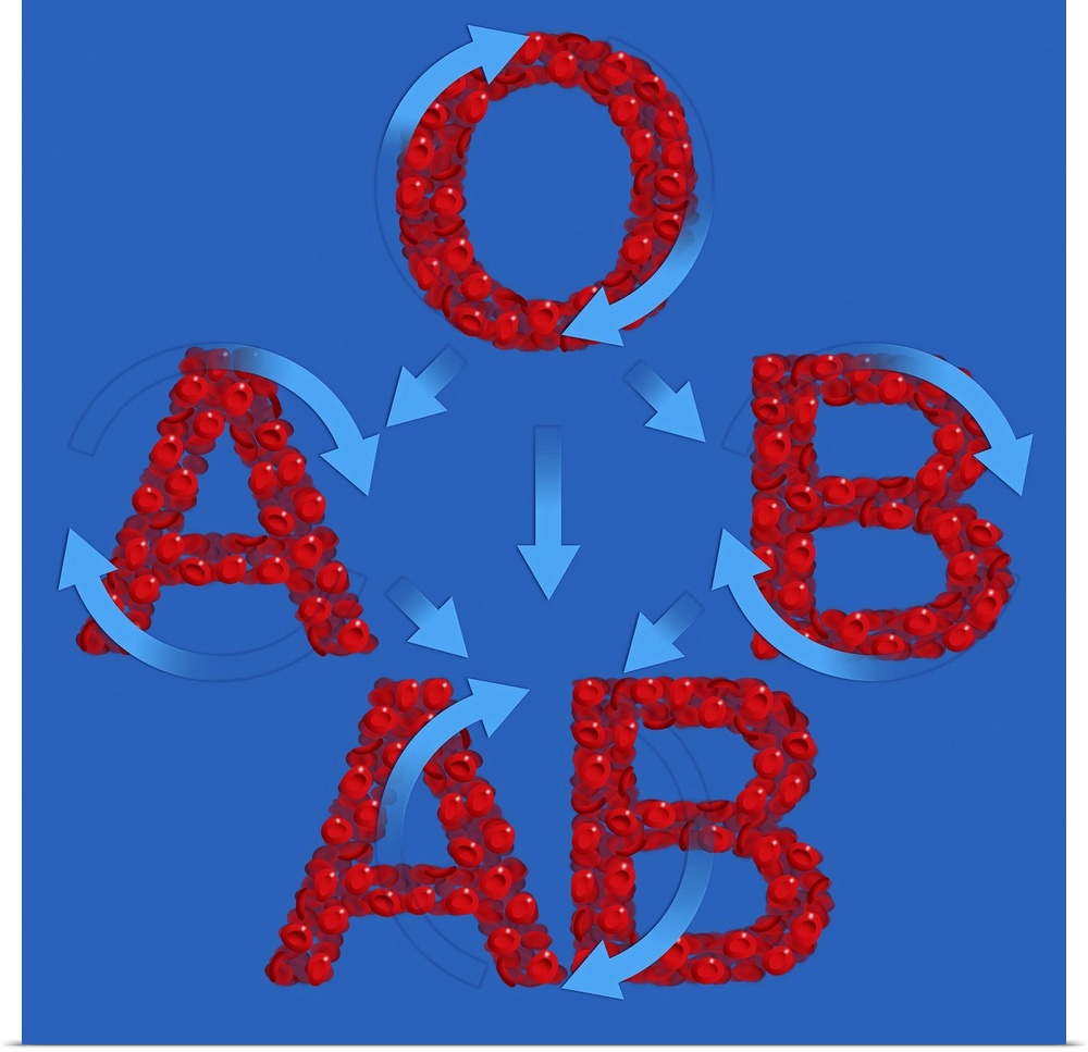 Blood groups. Computer artwork of red blood cells (erythrocytes) in the shape of the letters A, B, AB and O. This represen...