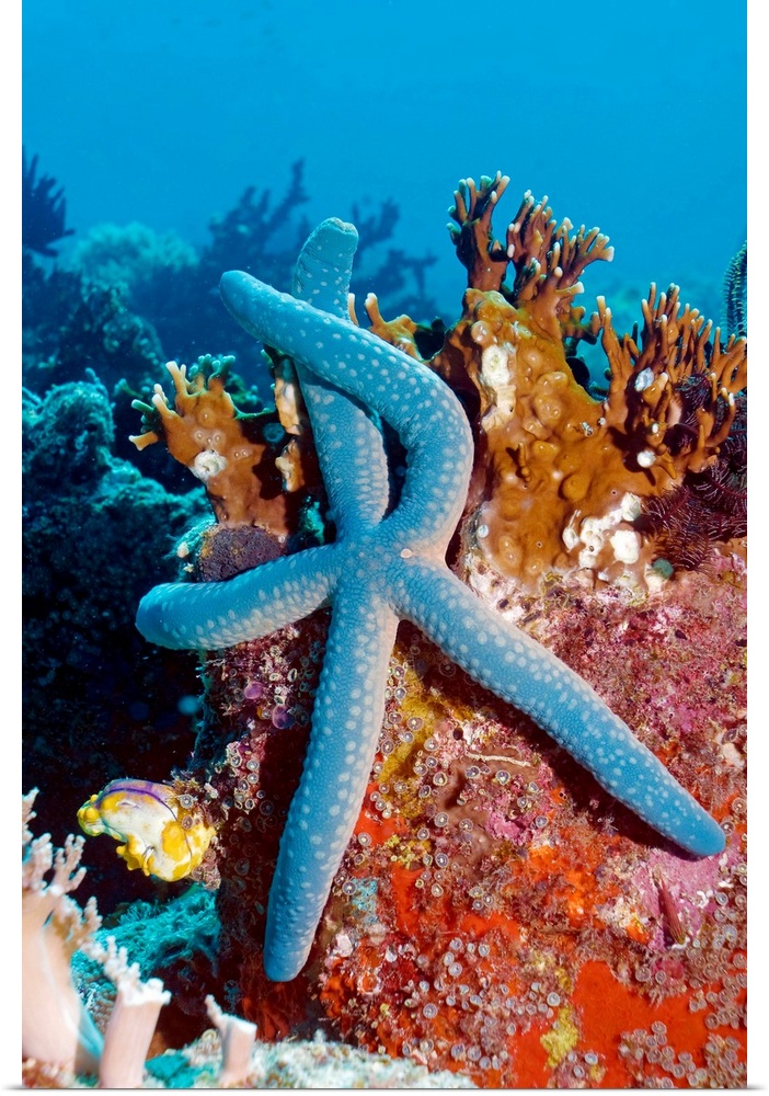Blue starfish (Linckia laevigata) on corals. This starfish is found in the Indo-Pacific region. Photographed off Komodo, I...
