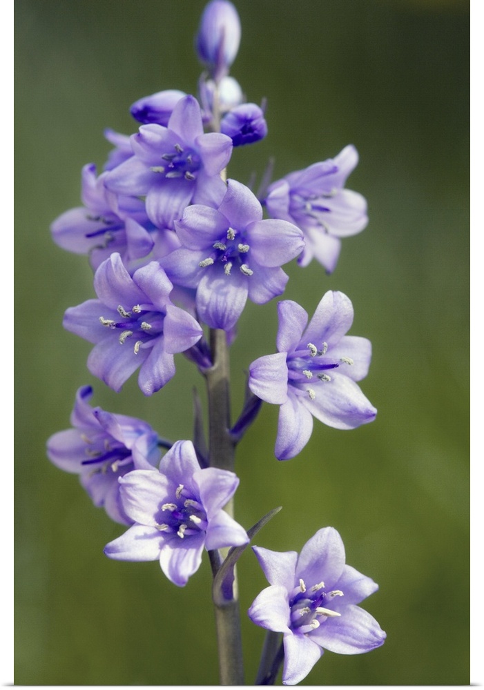 Bluebell flowers. This plant is a hybrid of the common bluebell (Hyacinthoides non-scripta) and the spanish bluebell (Hyac...