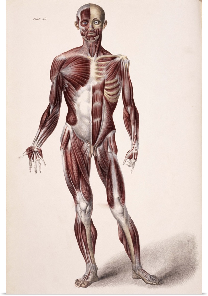 Body musculature. Historical artwork of the superficial (left) and deeper (right) layers of muscles (red) on the front of ...