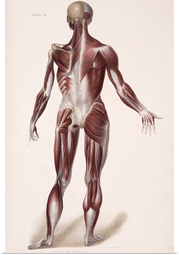 Body musculature. Historical artwork of the superficial (right) and deeper (left) layers of muscles (red) on the back of a...