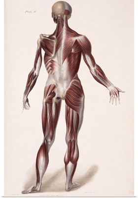Body musculature