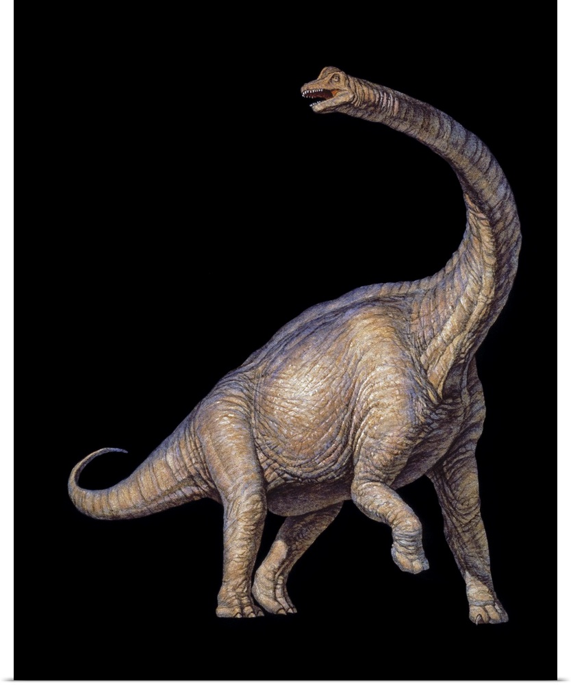 Brachiosaurus dinosaur. Artwork of a Brachiosaurus dinosaur. This long-necked sauropod dinosaur lived between 150 and 125 ...