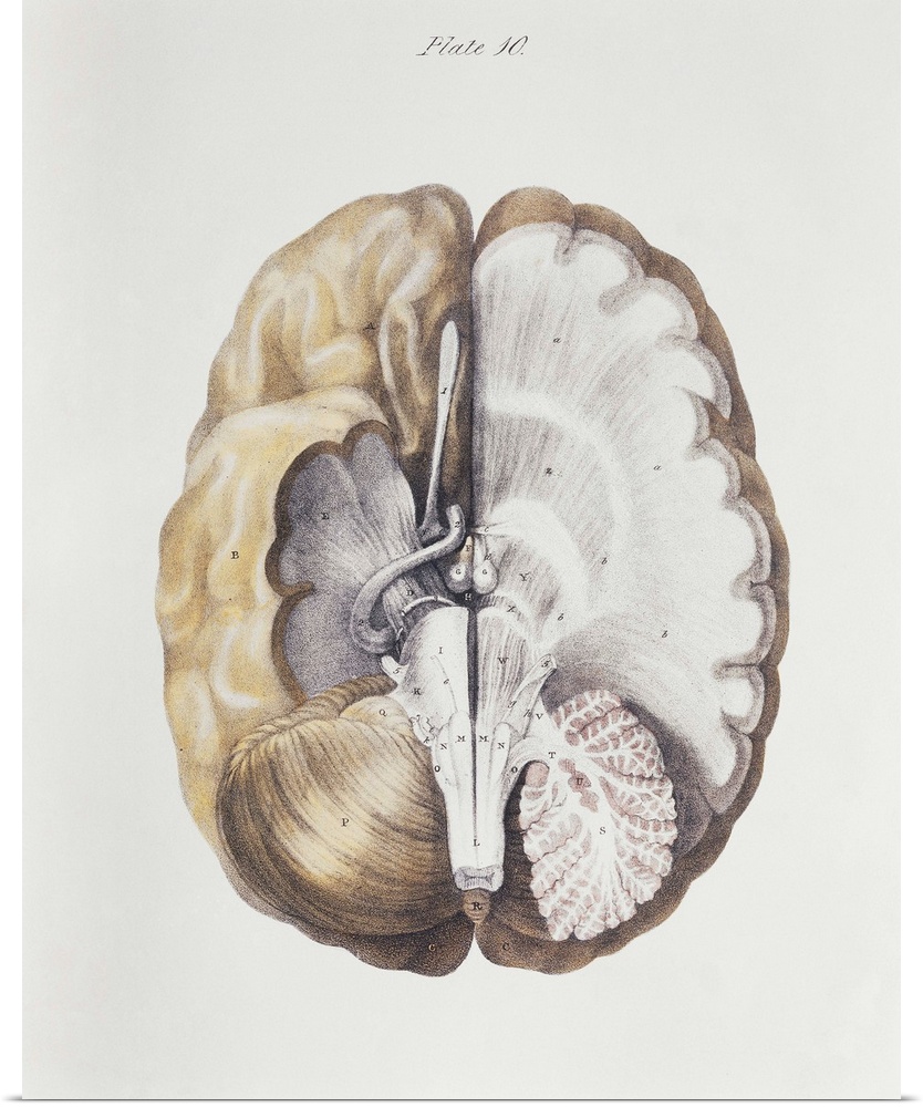 Brain anatomy. Historical anatomical artwork of internal brain structures. The brain is seen from below, with the front of...