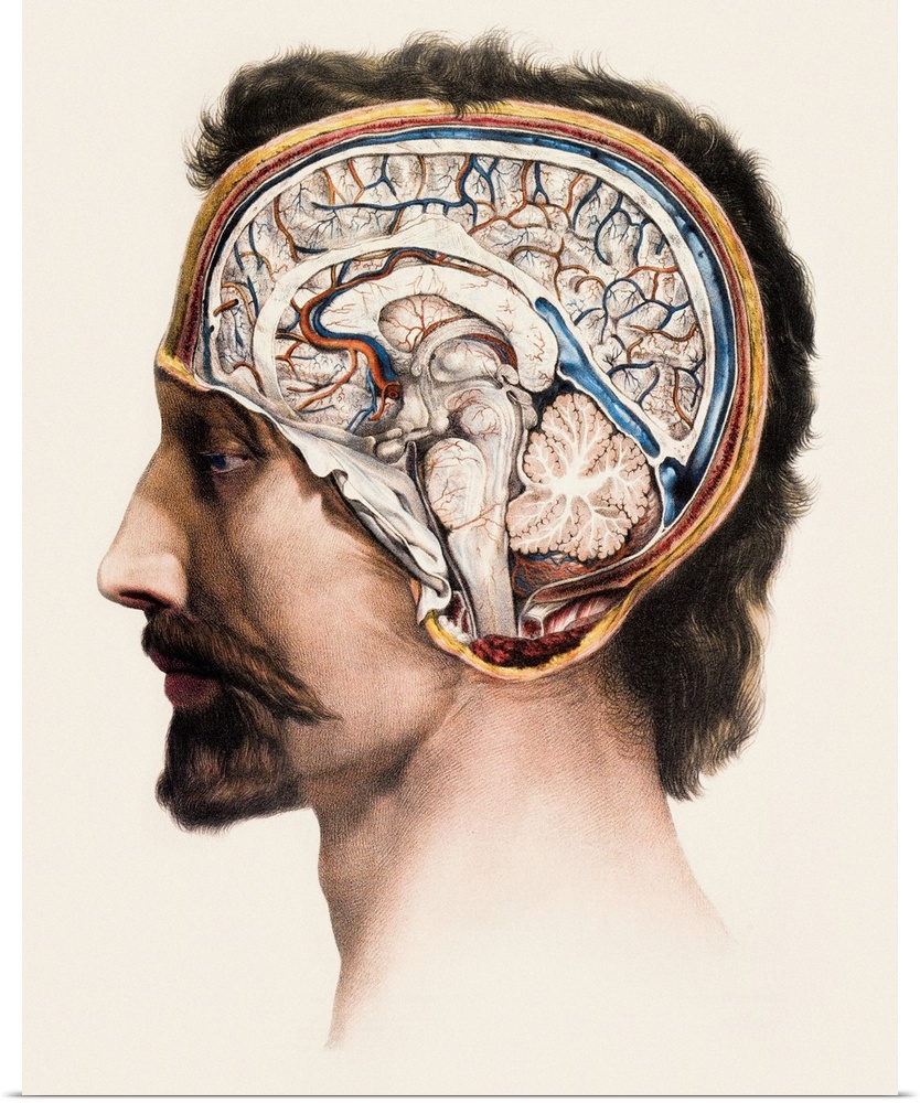 Brain, historical anatomical artwork. This is a sagittal (front to back) section showing the structures in the centre of t...