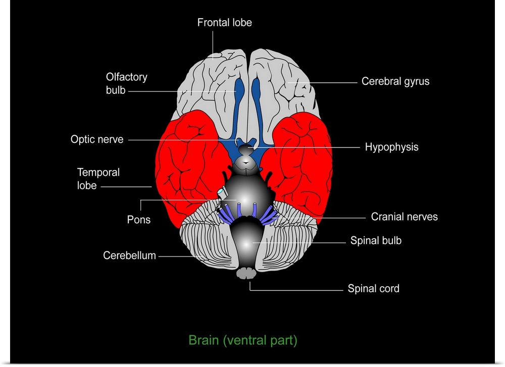 Brain anatomy. Diagram of the underside (ventral aspect) of the brain, showing the anatomical structure of the various com...