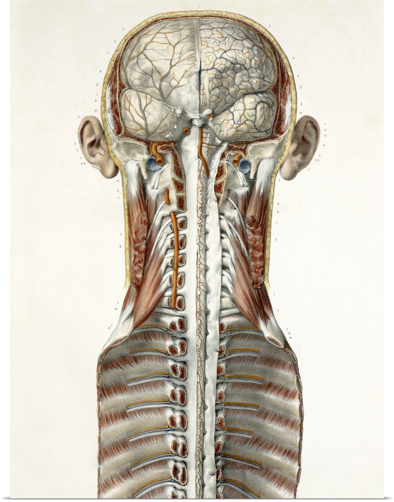 Brain and spinal cord. This anatomical artwork is half of plate 1 from volume 3 (1844) of 'Traite complet de l'anatomie de...