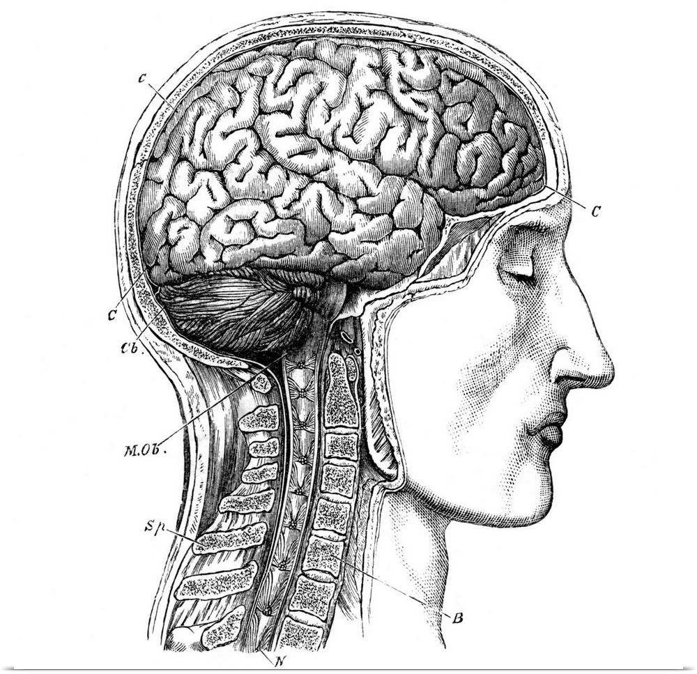 Brain anatomy, 19th century artwork. Artwork from the 1886 ninth edition of Moses and Geology (Samuel Kinns). This book wa...