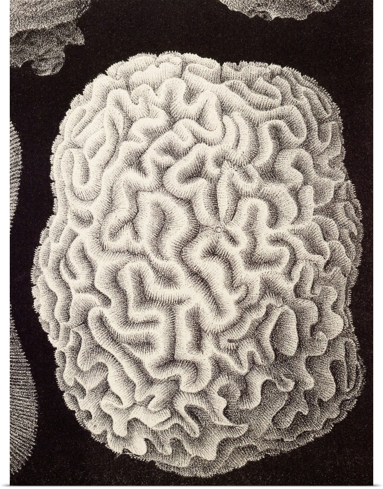 Brain coral, historical artwork. This hard coral is named for its convoluted skeleton that resembles the surface of a brai...