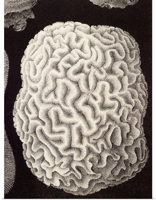 Brain coral, artwork