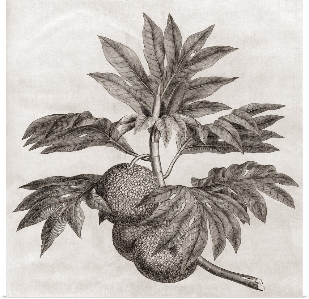 Breadfruit. Engraving of breadfruit, the fruit of the breadfruit tree (Artocarpus altilis). The breadfruit is a staple foo...