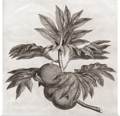 Breadfruit, 18th century plate