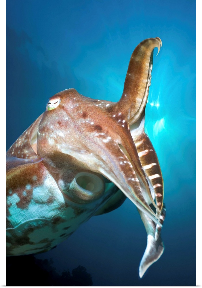 Broadclub cuttlefish (Sepia latimanus). This cuttlefish feeds on crustaceans. It changes its colour according to its surro...
