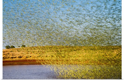 Budgerigars Flocking To Find Water, Australia
