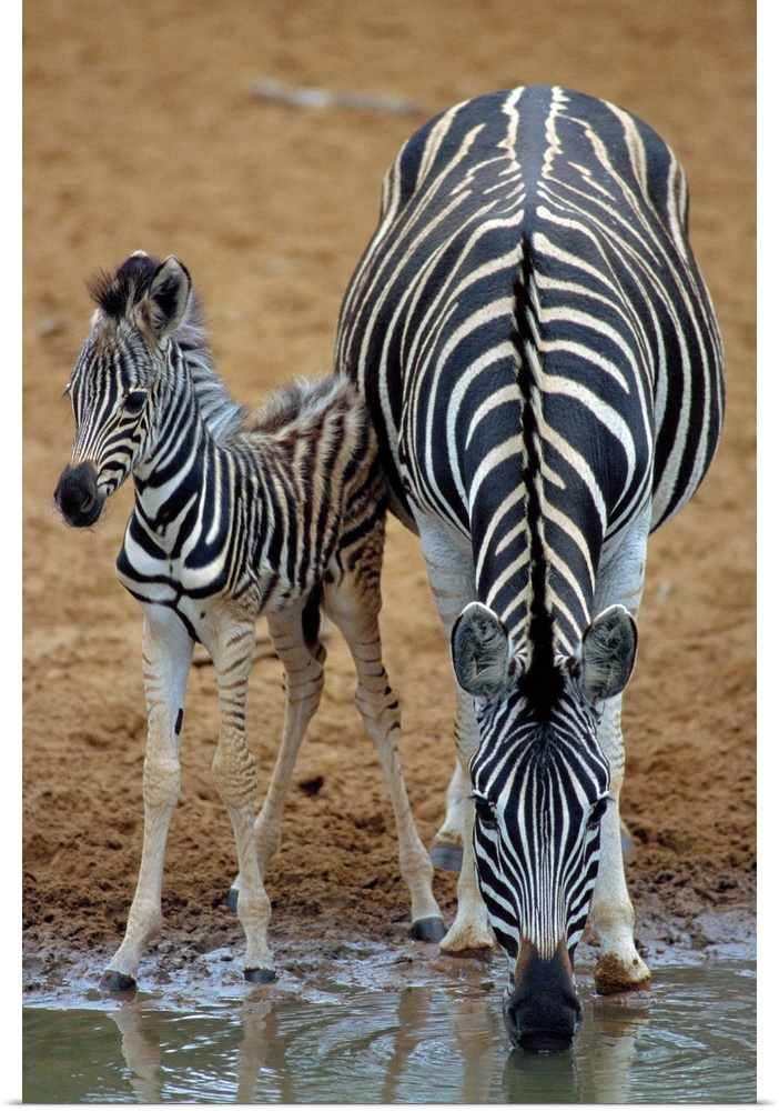 Burchell's zebra (Equus burchelli) mother and foal at a watering hole. Zebra are wild horses that live on the vast open pl...