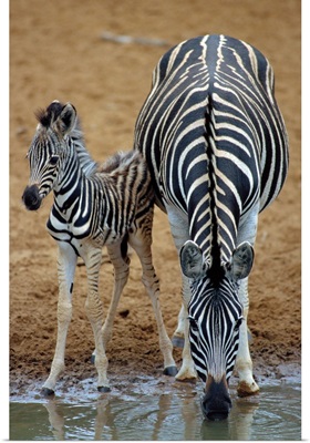 Burchell's zebra with foal